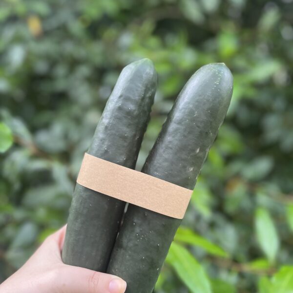Pack de Pepino