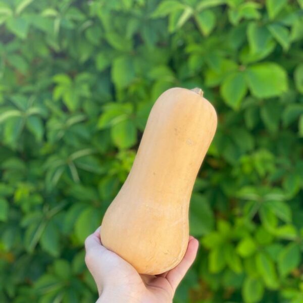 Abóbora Butternut
