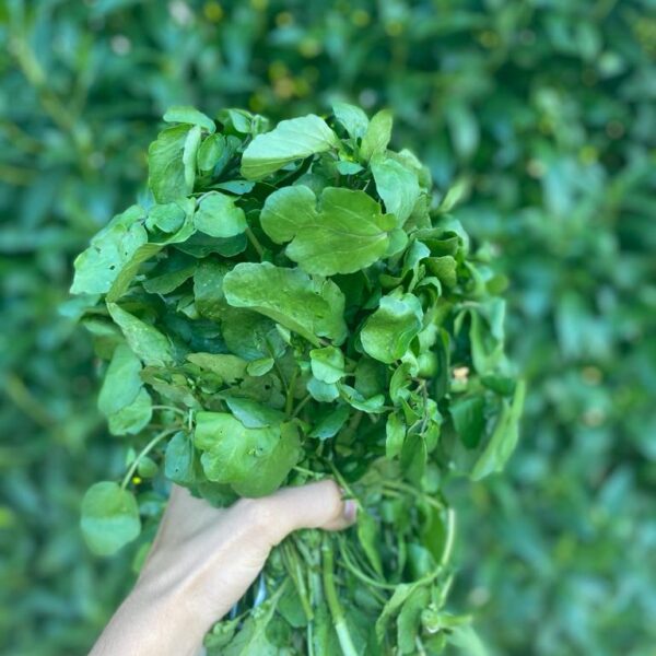Molho de Agrião