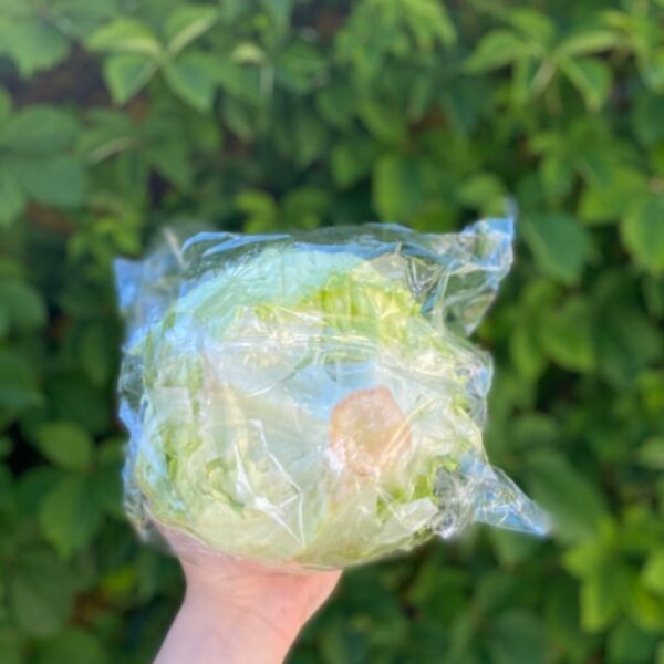 Alface-Iceberg-2