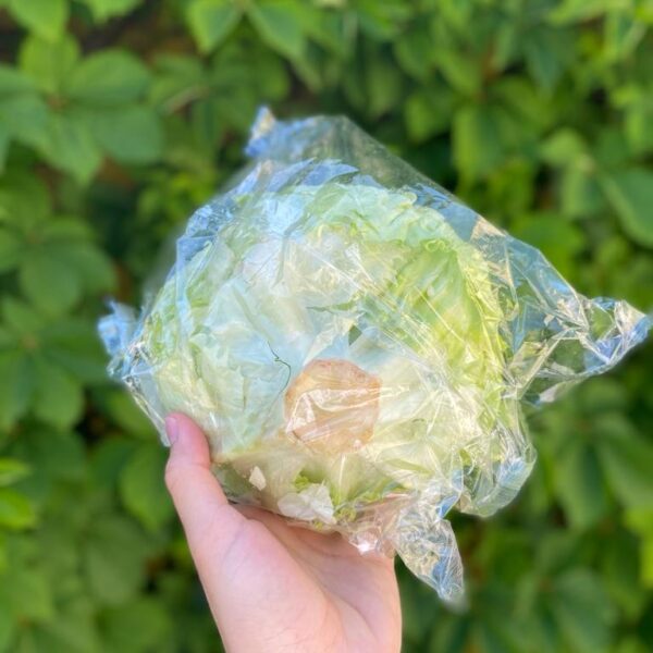 Alface Iceberg