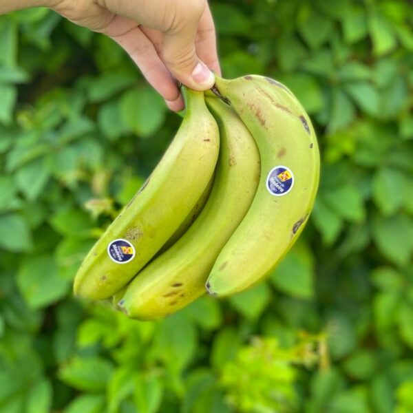 Banana da Madeira