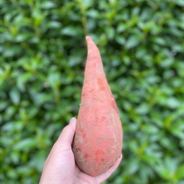 Batata Doce Laranja
