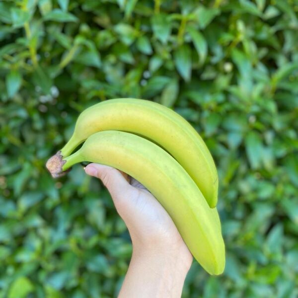 Banana Importada