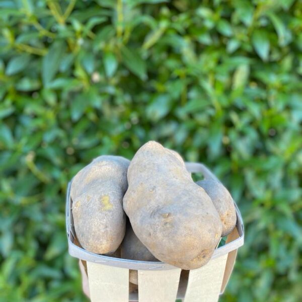Batata doce