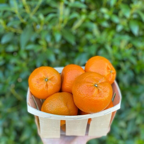 Clementinas