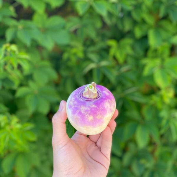Cabeça de Nabo