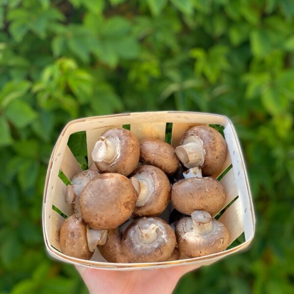 Cogumelos Marron