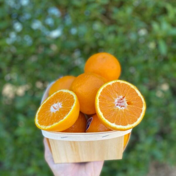 Laranja de mesa do Algarve