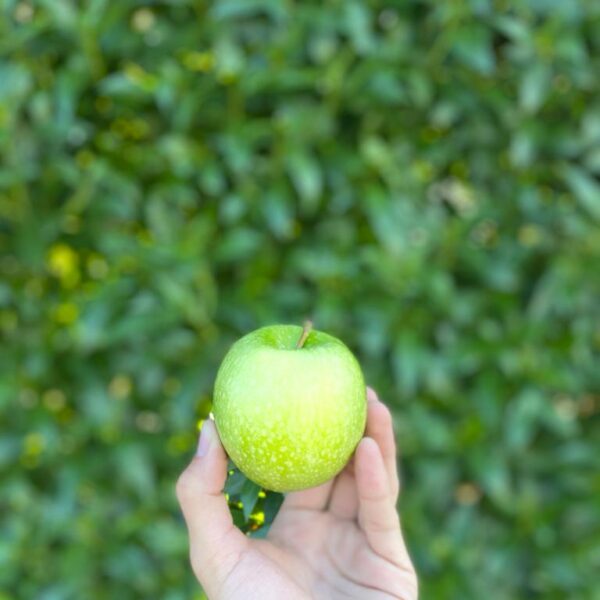 Maçã Granny Smith