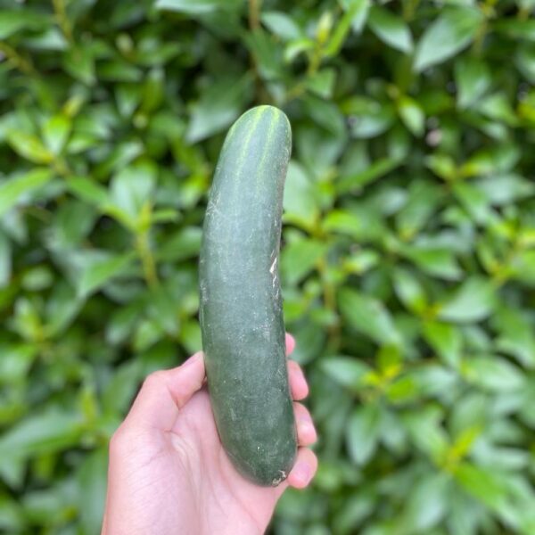 Pepino