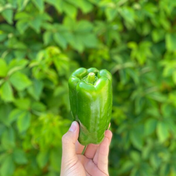 Pimento Verde
