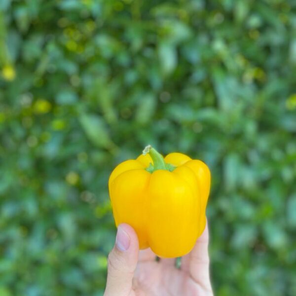 Pimento Amarelo