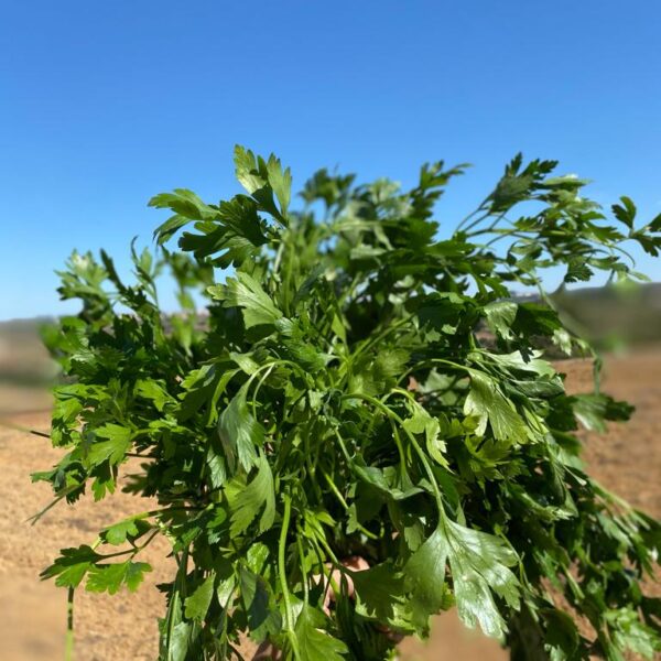 Molho de Salsa