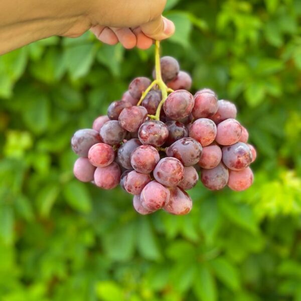 Uvas Red Globe