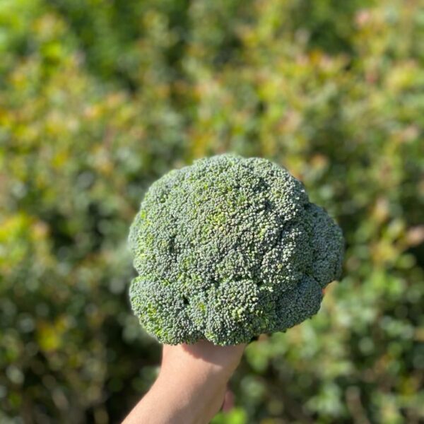 Brócolo