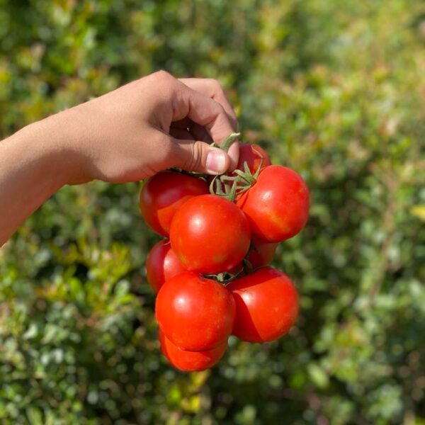 Tomate Cacho