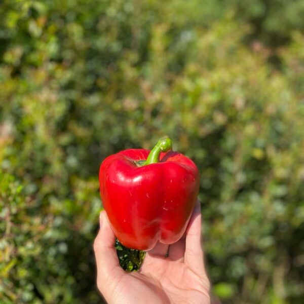 Pimento Vermelho
