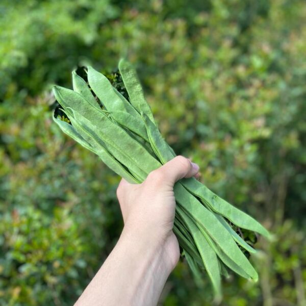 Feijão Verde