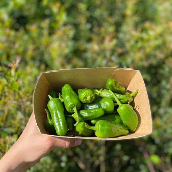 Pimento Padron