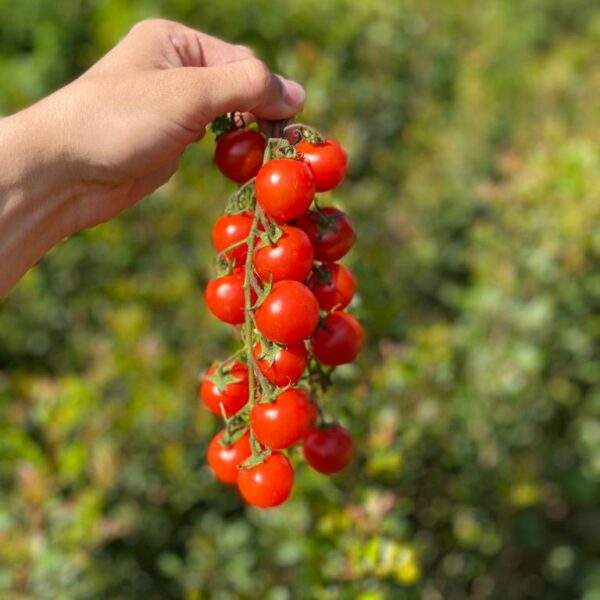 Tomate Cherry