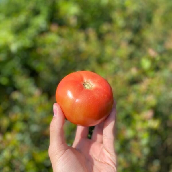 Tomate Salada