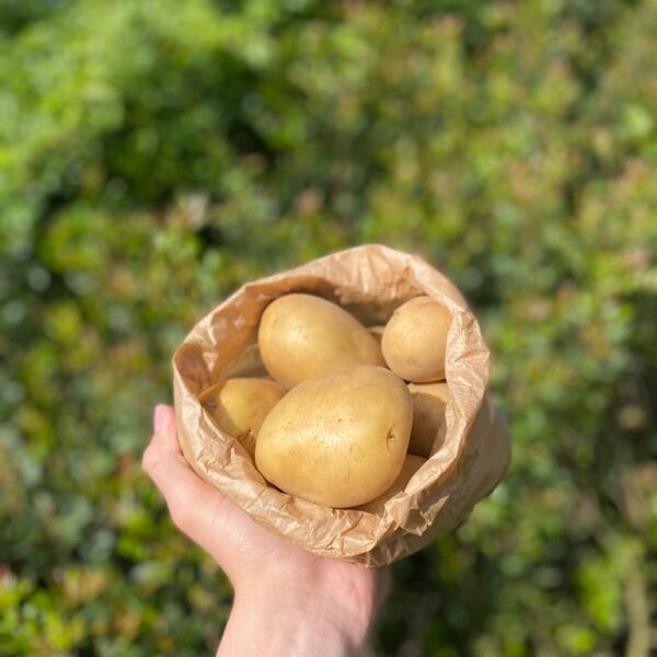 Batata Nova