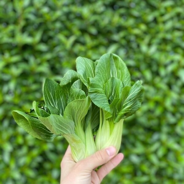 Couve Pack-Choi