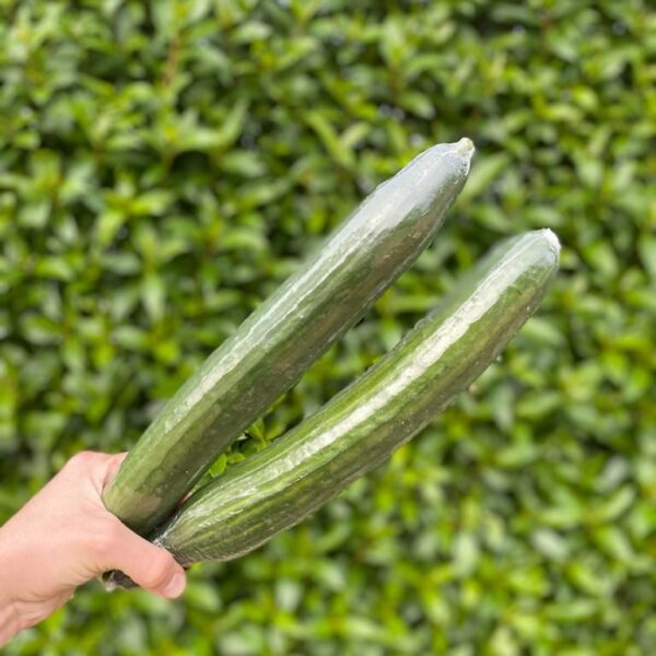 Pepino Doce