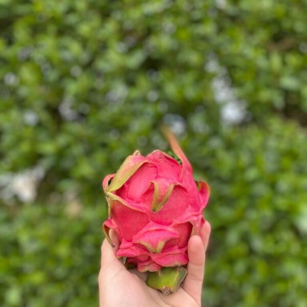 PITAYA
